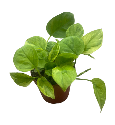 4" Pothos Global Green